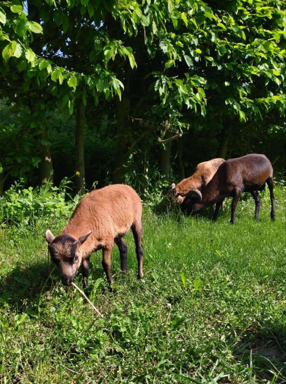 Penzion Kormorán Vranov nad Dyjí Exterior foto